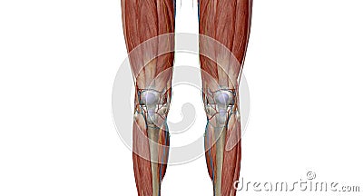 The knee is the largest and most complex joint in the body, holding together the thigh bone, shin bone, fibula Stock Photo