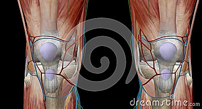 The knee is the largest and most complex joint in the body, holding together the thigh bone, shin bone, fibula Stock Photo