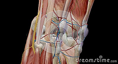 The knee is the largest and most complex joint in the body, holding together the thigh bone, shin bone, fibula Stock Photo