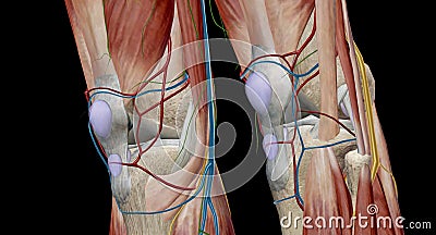 The knee is the largest and most complex joint in the body, holding together the thigh bone, shin bone, fibula Stock Photo