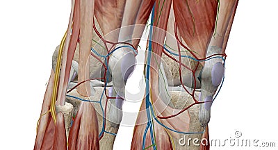 The knee is the largest and most complex joint in the body, holding together the thigh bone, shin bone, fibula Stock Photo