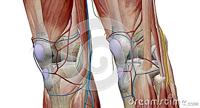 The knee is the largest and most complex joint in the body, holding together the thigh bone, shin bone, fibula Stock Photo