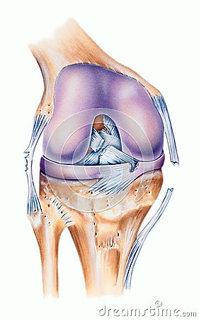 Knee - Ligament Tears Stock Photo