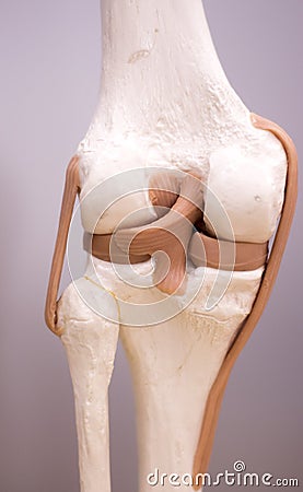 Knee meniscus medical model Stock Photo