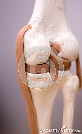 Knee meniscus medical model Stock Photo