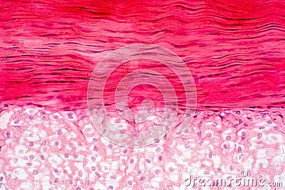 Knee muscle, Tendon and Cartilage tissue anatomy Stock Photo