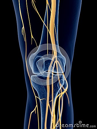 The Knee Nerves Stock Illustration - Image: 57002217