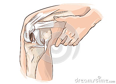 Knee Vector Illustration