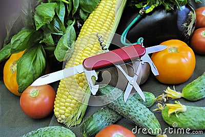 Knife stainless steel blade red handle fresh organic natural gourmet diet product longevity ripe green cucumbers yellow corn tomat Stock Photo