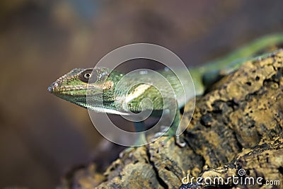 Knight anole Green lizard Stock Photo
