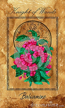 Knight of Wands. Minor Arcana tarot card with Balsamine and magic seal Cartoon Illustration