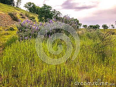 Greenlands and Flowers in The Meadows Stock Photo