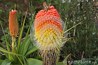 Kniphofia Flower Torch Lily in Bloom Stock Photo
