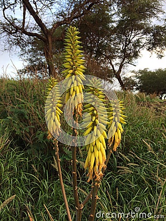 Kniphofia Plant Blossoming in Waimea on Kauai Island in Hawaii. Stock Photo