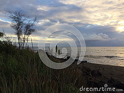 Kniphofia Plant Blossoming in Waimea on Kauai Island in Hawaii. Stock Photo