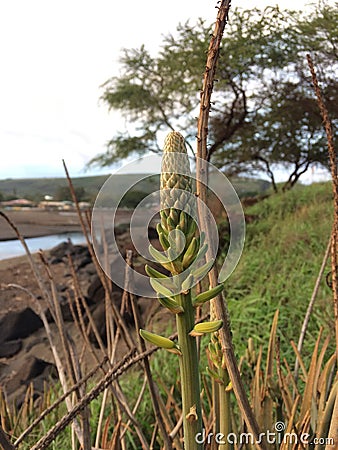 Kniphofia Plant Blossoming in Waimea on Kauai Island in Hawaii. Stock Photo