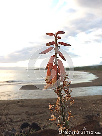 Kniphofia Plant Blossoming in Waimea on Kauai Island in Hawaii. Stock Photo