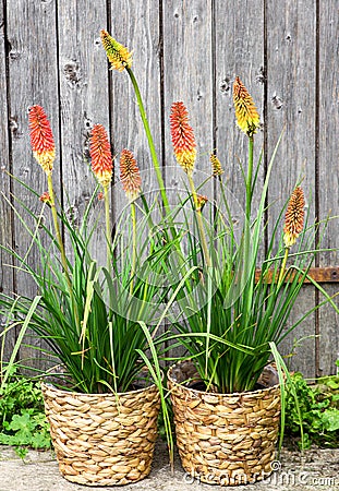 Kniphofia or Red Hot Poker Pants. Stock Photo