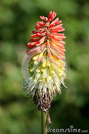 Kniphofia or Tritoma plant with spike of upright brightly coloured flowers in shades of red orange and yellow well above the Stock Photo