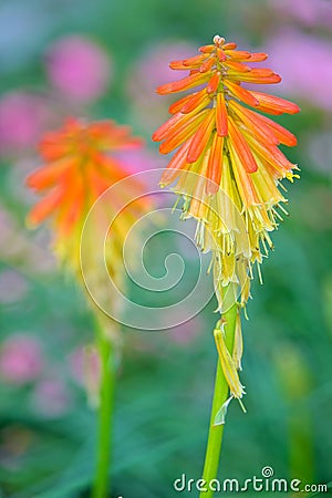 Kniphofia uvaria Stock Photo