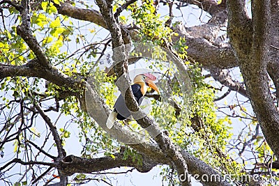 Knobbed hornbill, Aceros cassidix, fed walled female on the nest at a height of approximately 25 m.Tangkoko National Park, Sulaw Stock Photo