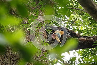 Knobbed hornbill, Aceros cassidix, fed walled female on the nest at a tree top.Tangkoko National Park, Sulawesi, Indonesia, Stock Photo