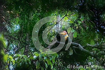 Knobbed hornbill, Aceros cassidix, sitting on branch at a tree top near its nest.Tangkoko National Park, Sulawesi, Indonesia, Stock Photo