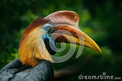 Knobbed Hornbill, Rhyticeros cassidix, from Sulawesi, Indonesia. Rare exotic bird detail eye portrait. Big red eye. Beautiful jung Stock Photo