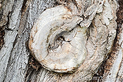 Knobby bark of an old tree Stock Photo