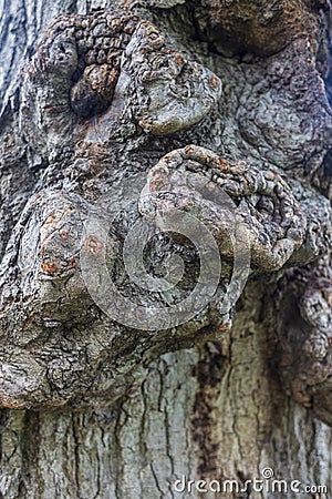 Knobby bark stands out on very old hardwood tree Stock Photo