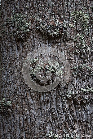 Knobby furrowed tree bark on a tree trunk Stock Photo