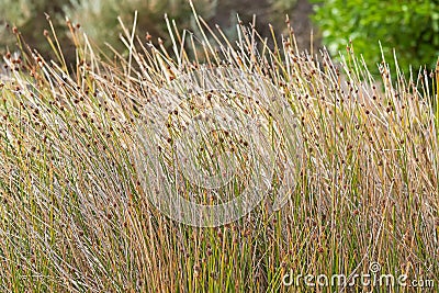 Knotted club-rush with brown flower head on spikes growing at sa Stock Photo