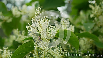 Knotweed flower invasive plant Reynoutria bloom or blossom bees Fallopia japonica Japanese, expansive intruder neophyte Stock Photo