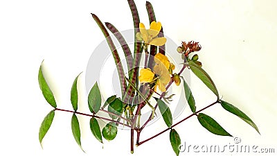 Septicweed coffeeweed senna coffee thulo tapre shrub Stock Photo