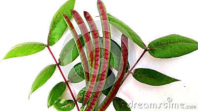 Styptic weed coffeeweed fruits leaves Stock Photo