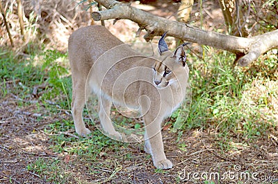 A small caracal walks in the reserve Stock Photo