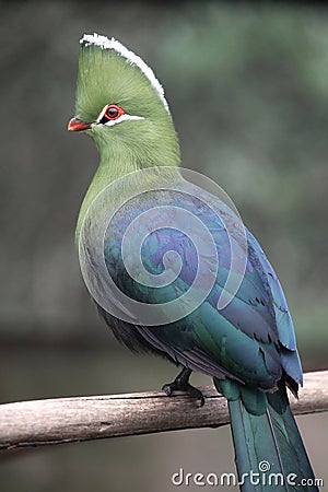 Knysna Loerie or Turaco Bird Stock Photo