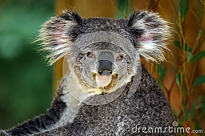 Koala Stock Photo