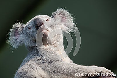 A portrait of Koala bear Stock Photo