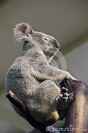 A Koala bear sits on the trunk Stock Photo