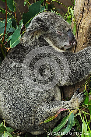 Koala Bear Stock Photo