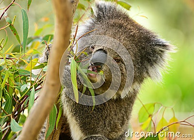 Koala bear eating leaves in melbourne Stock Photo