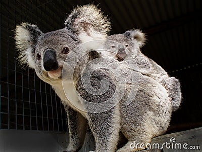 Koala bear and baby joey Stock Photo