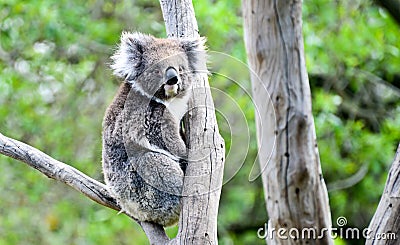 Koala bear in melbourne Stock Photo