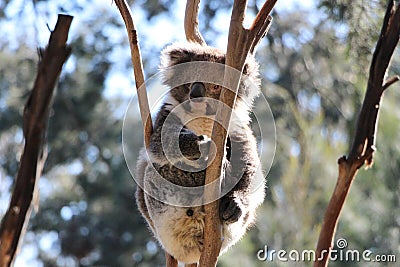 Koala bear sits in the crook of a tree branch Stock Photo