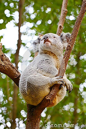 A Koala bear sits on a tree Stock Photo