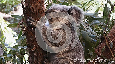 Koala Bear Stock Footage & Videos - 436 Stock Videos