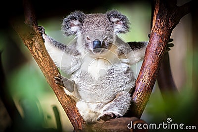 Koala bear sitting on a trunk with green and black background Stock Photo