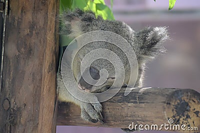 Koala bear sleeping on a branch Stock Photo