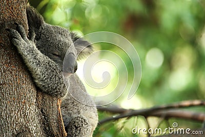 Koala Bear sleeping in a tree Stock Photo